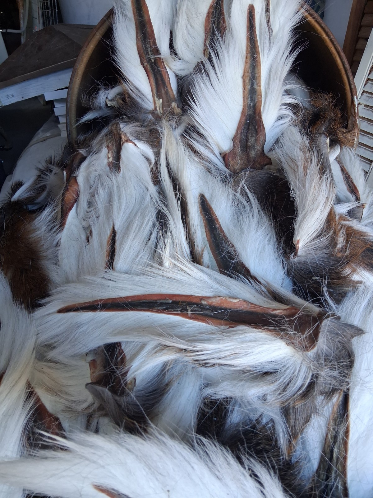 Deer Tails