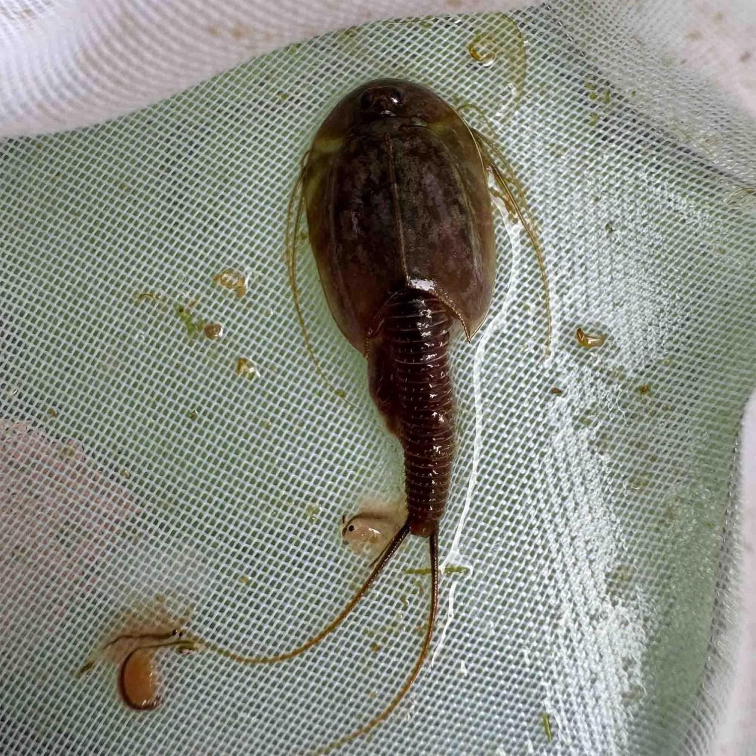 Triops Granarius Eggs for Hatching 200 Count Educational Science Project