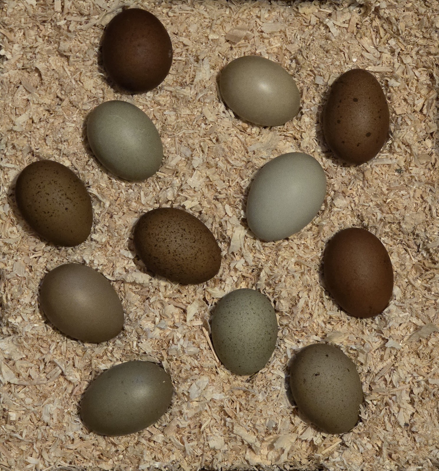 6+ Multi-Generation Hybrid Olive Egger Hatching Eggs. NPIP & APA! Free Shipping!