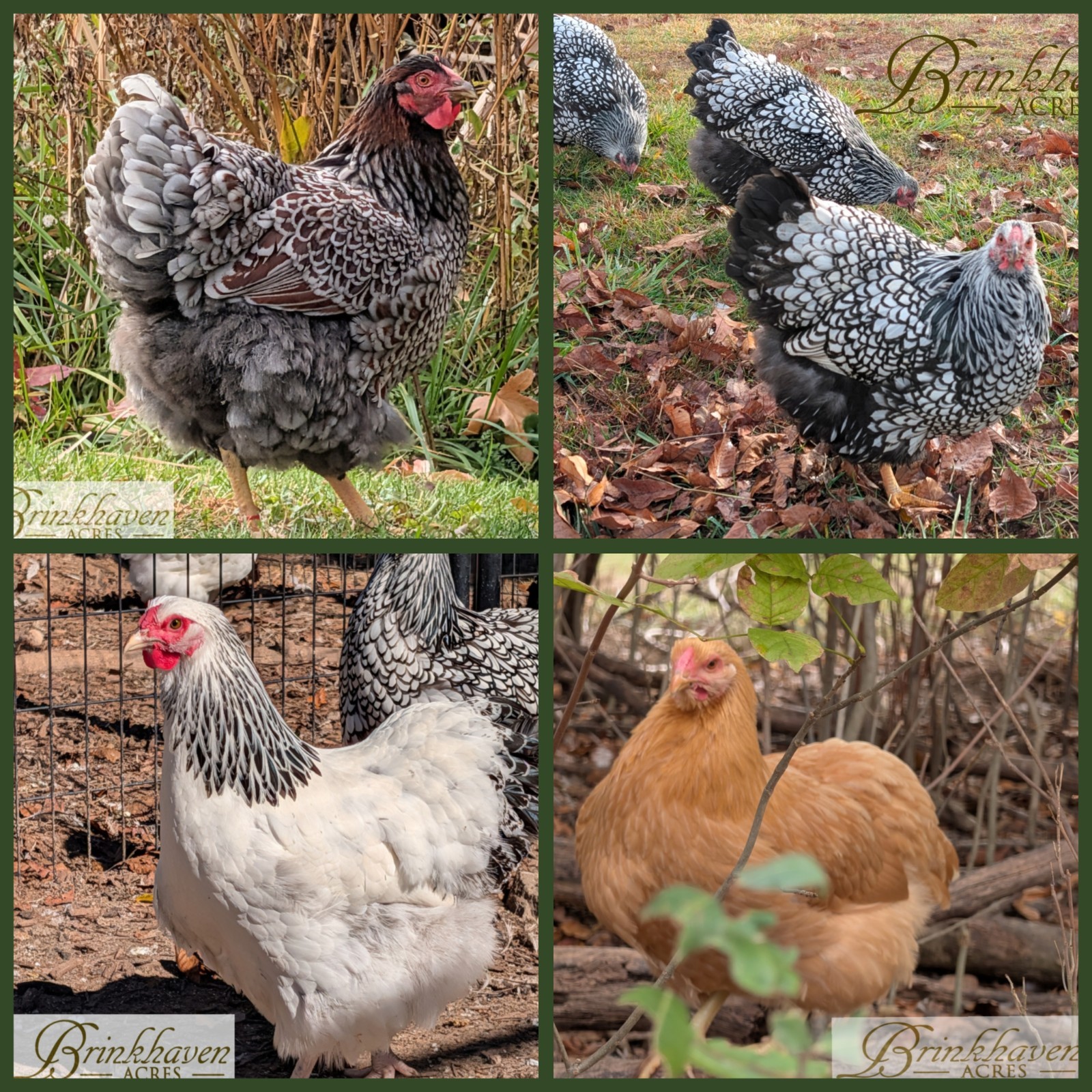 12 Breeder Quality Large Fowl Assorted Wyandotte Hatching Eggs Brinkhaven Acres