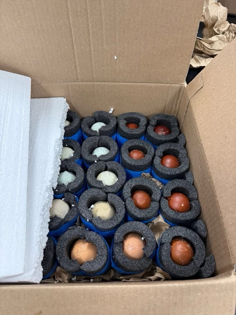 NPIP Certified F1 Olive Egger & Olive Egger Backcross Hatching Eggs – 1 Dozen