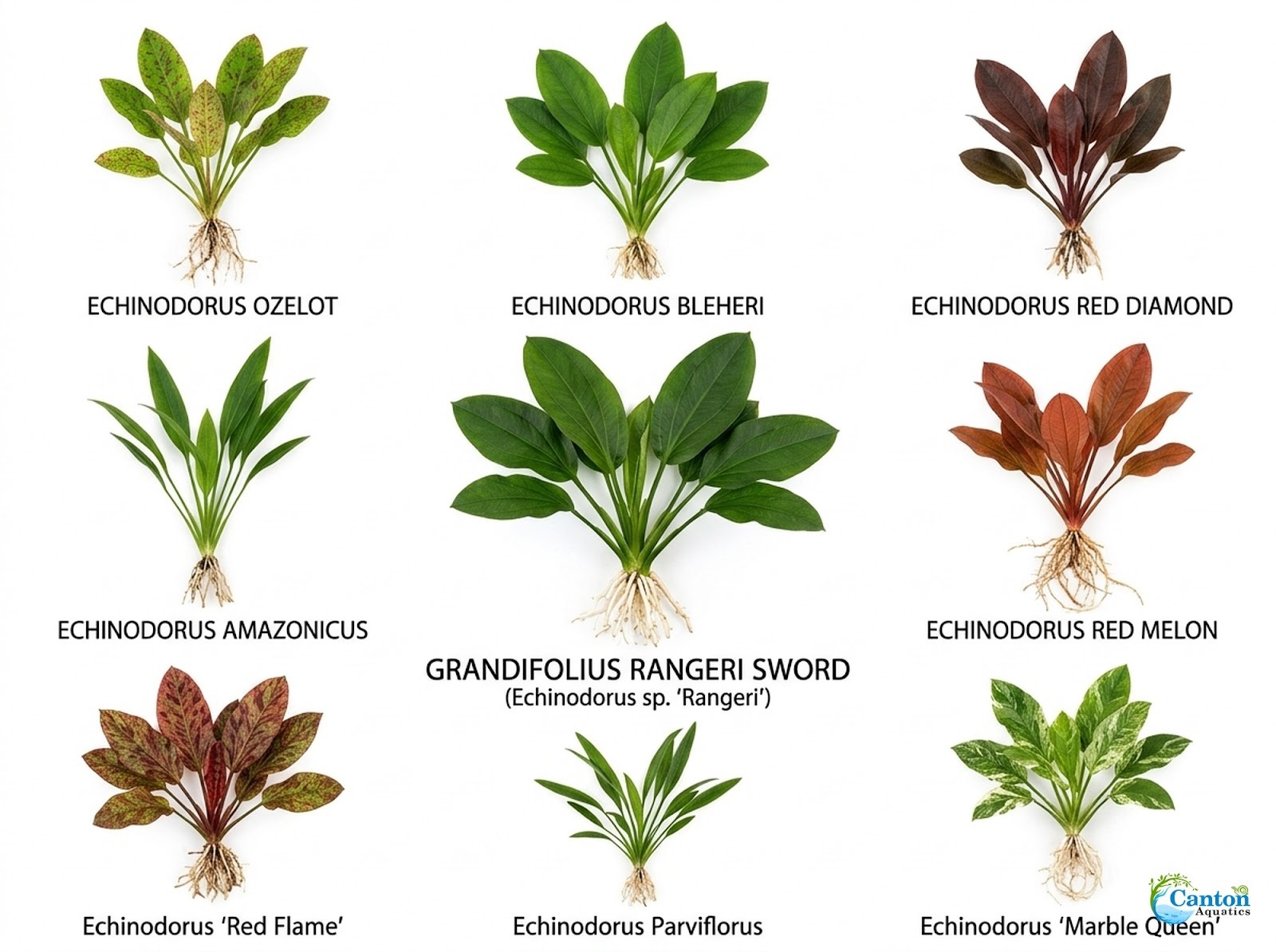 Grandifolius Rangeri Sword Argentinensis Small