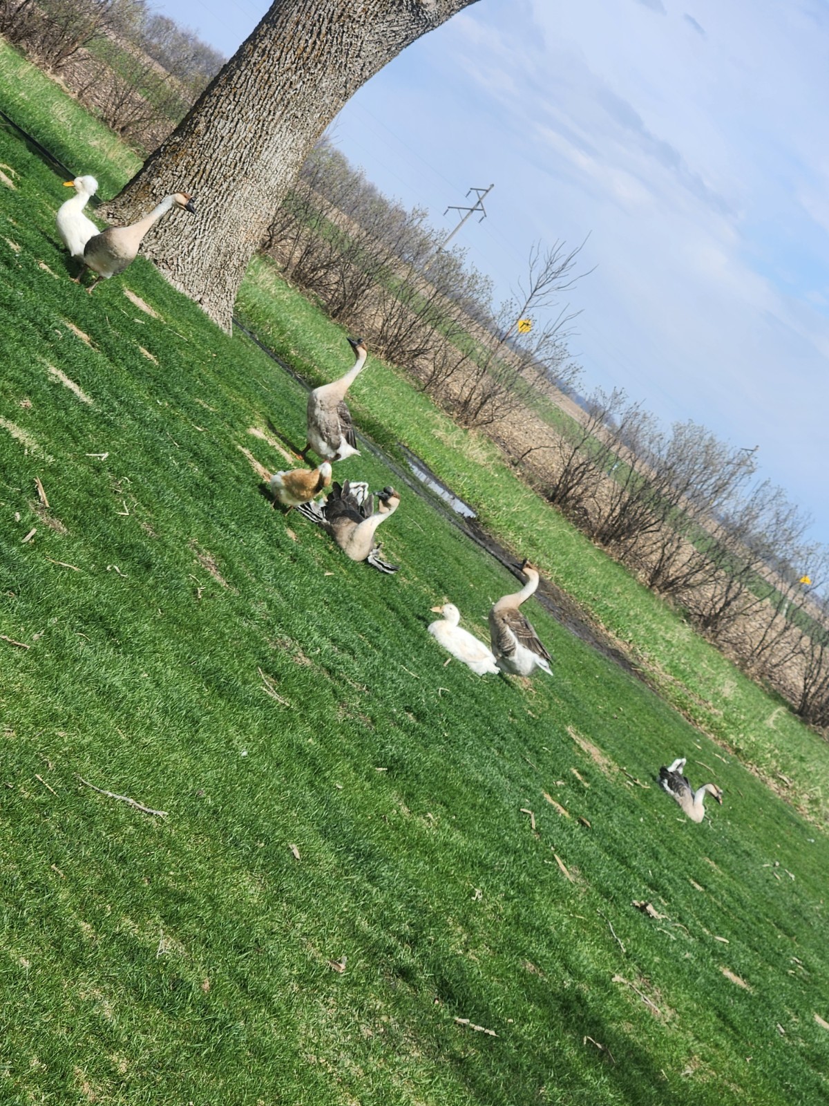 African Goose 3 Hatching Eggs