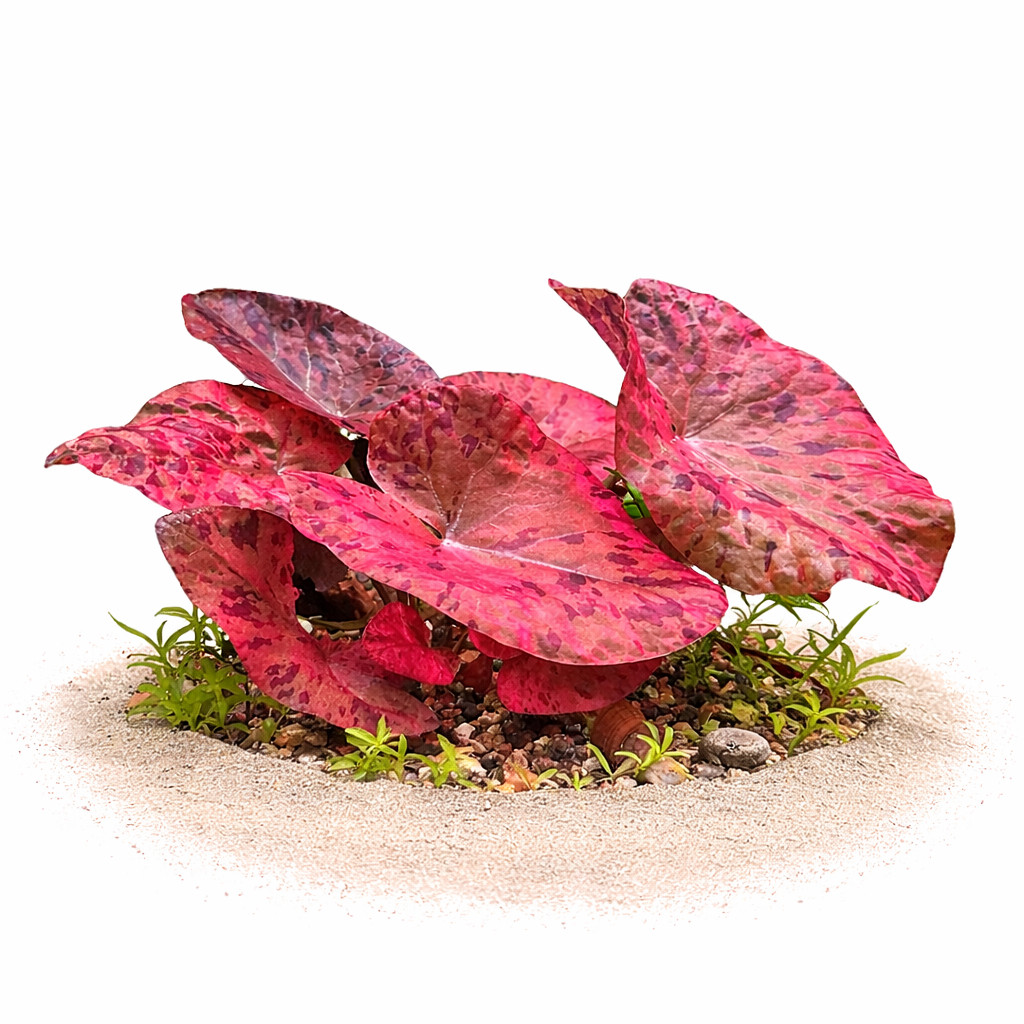 Red Tiger Lotus Nymphaea Zenkeri | Aquarium Plants Factory®