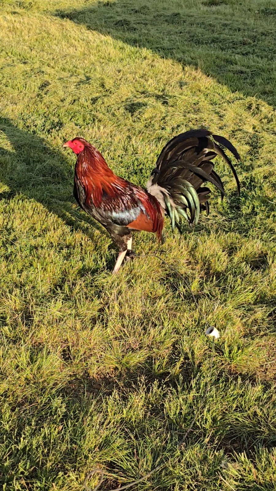(Variety) 12+2 Chicken Hatching Eggs