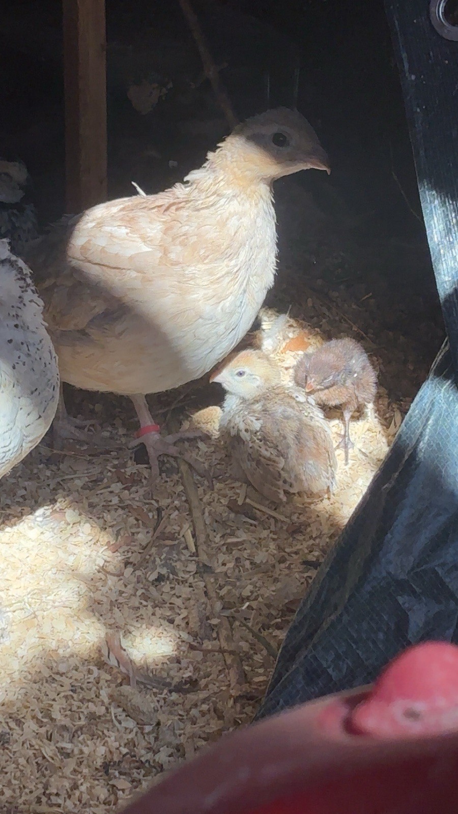24+ Mixed Bobwhite Hatching Eggs