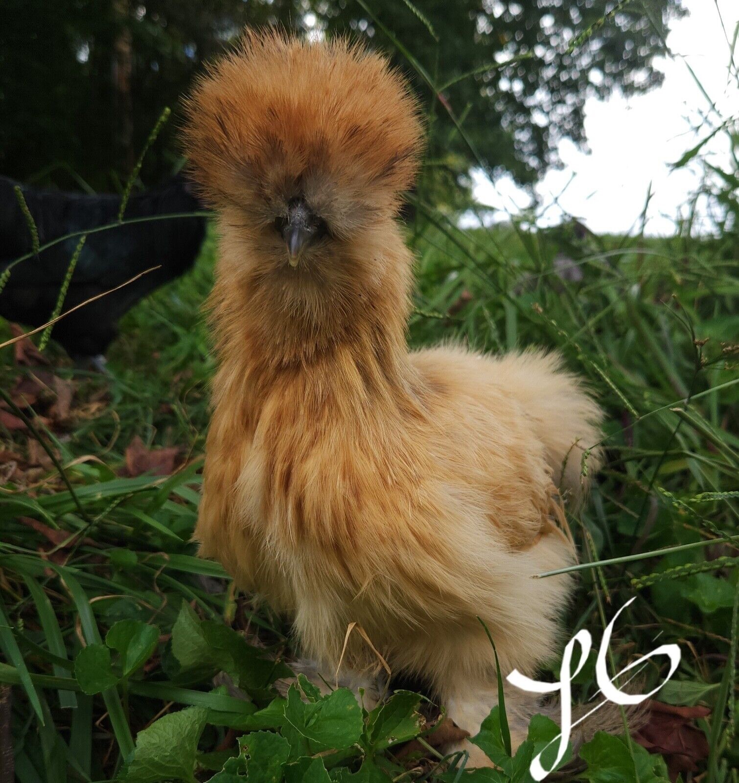 6+ PUREBRED SILKIE MIX COLOR Fertile Hatching Eggs - Buff White Partridge
