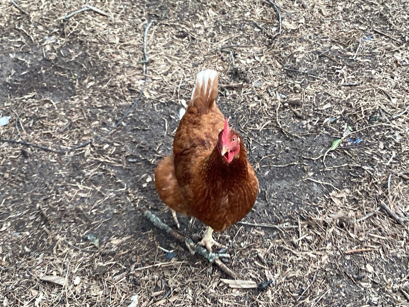 12+1 Backyard Mixed Chicken Hatching Eggs Mixed Breeds