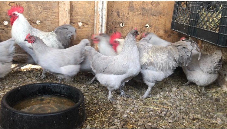 10 ++ French Standard Lavender Marans Hatching Eggs - Cedar Hill Marans