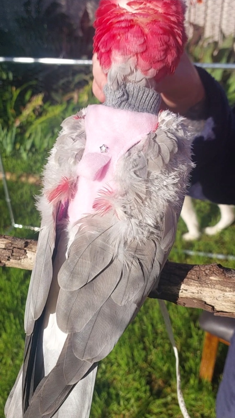Bird Daisy Harness And Lead
