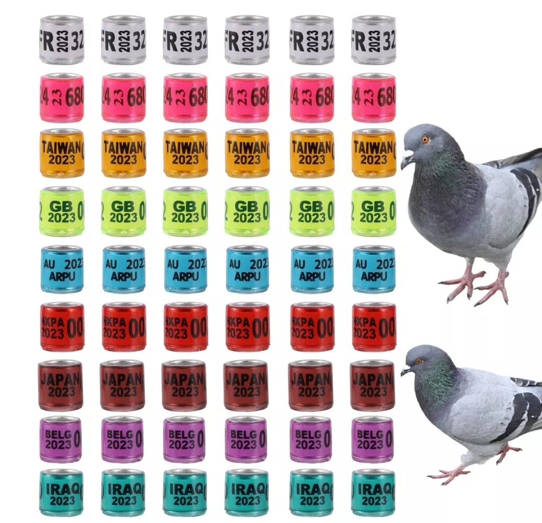 500 Pigeon Ring 2024 , 500 anillos de Palomas
