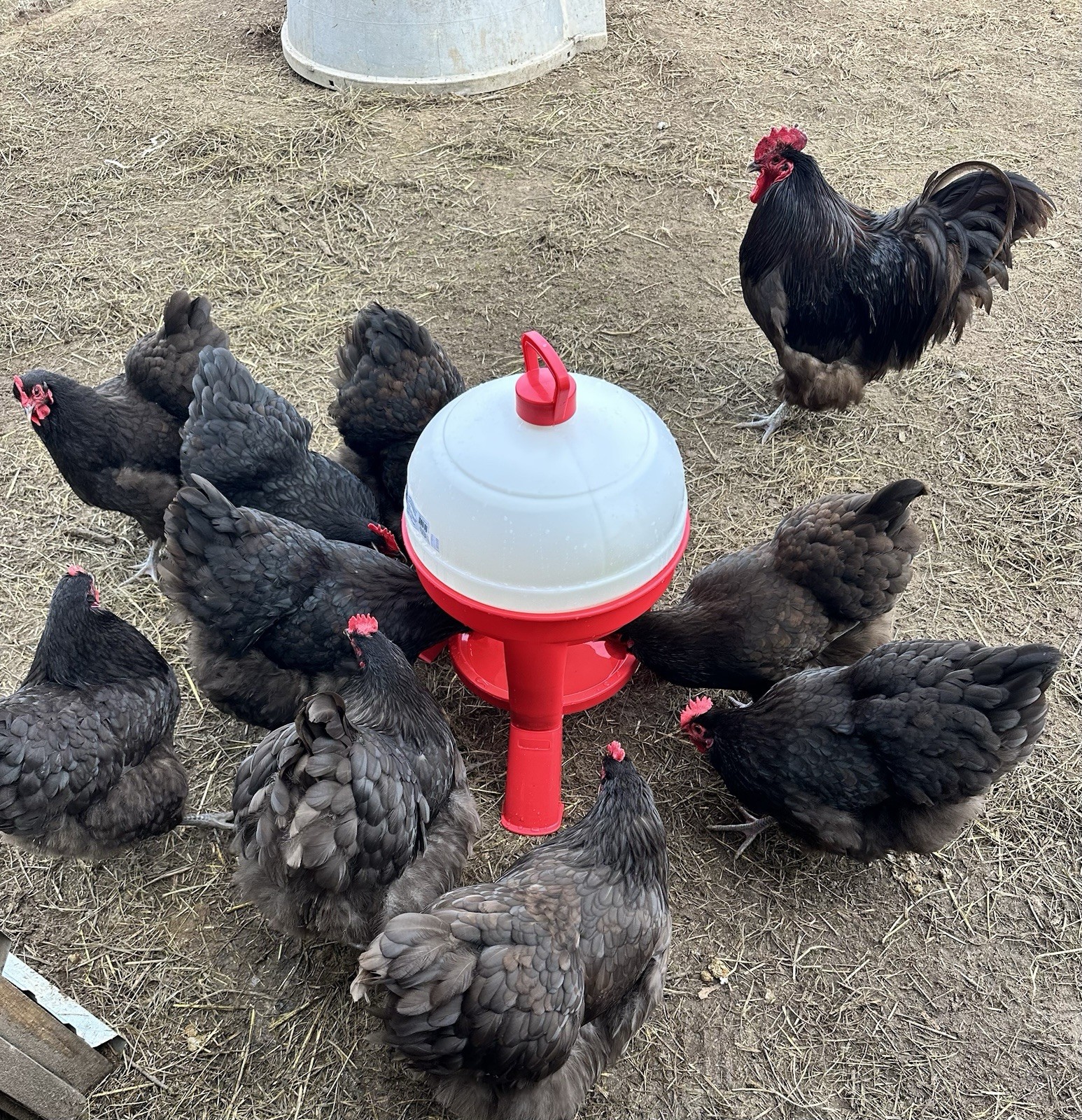 English Chocolate Orpington Hatching Eggs 12+