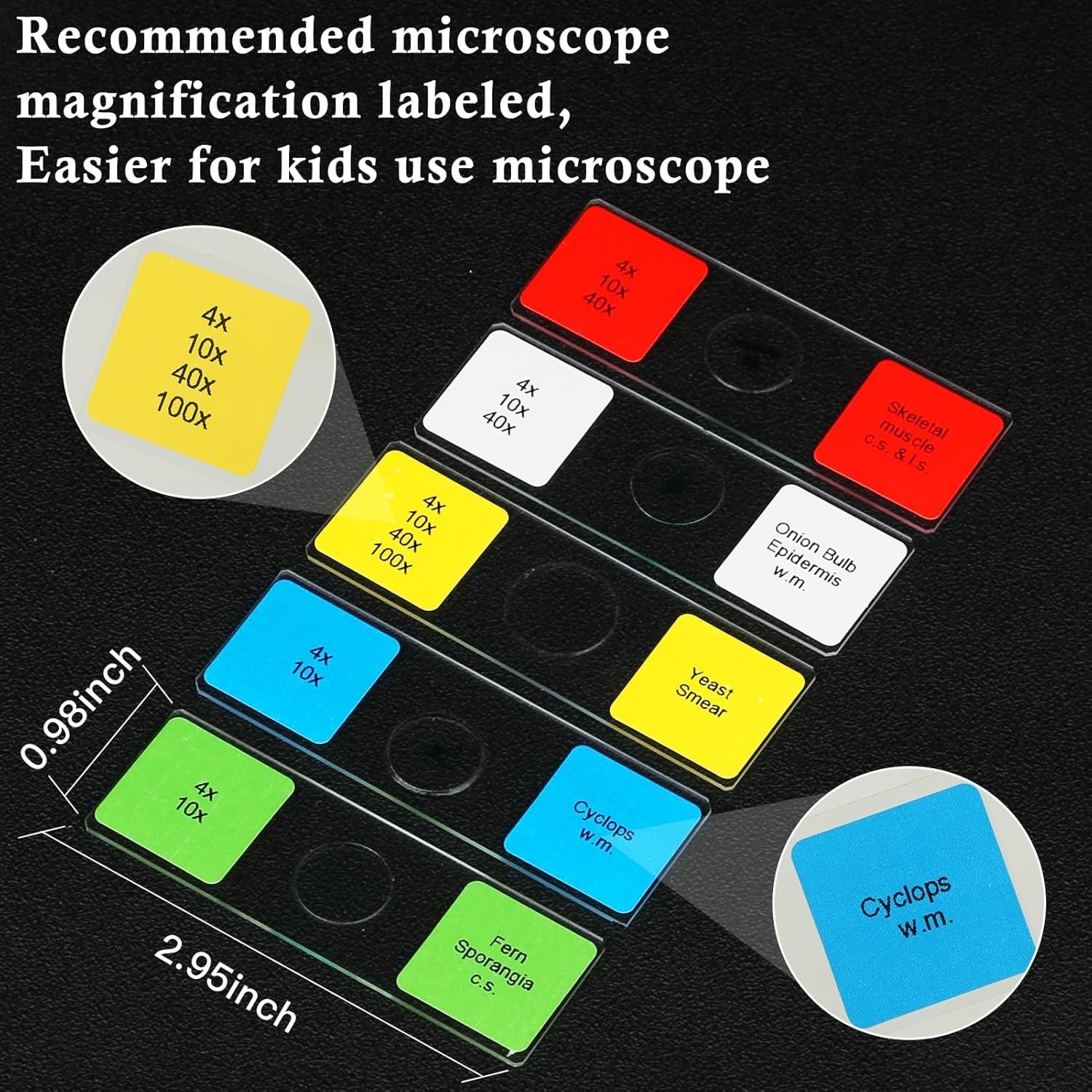 Diverse 60-Piece Microscope Slides Set for Kids - Perfect for Science Learning