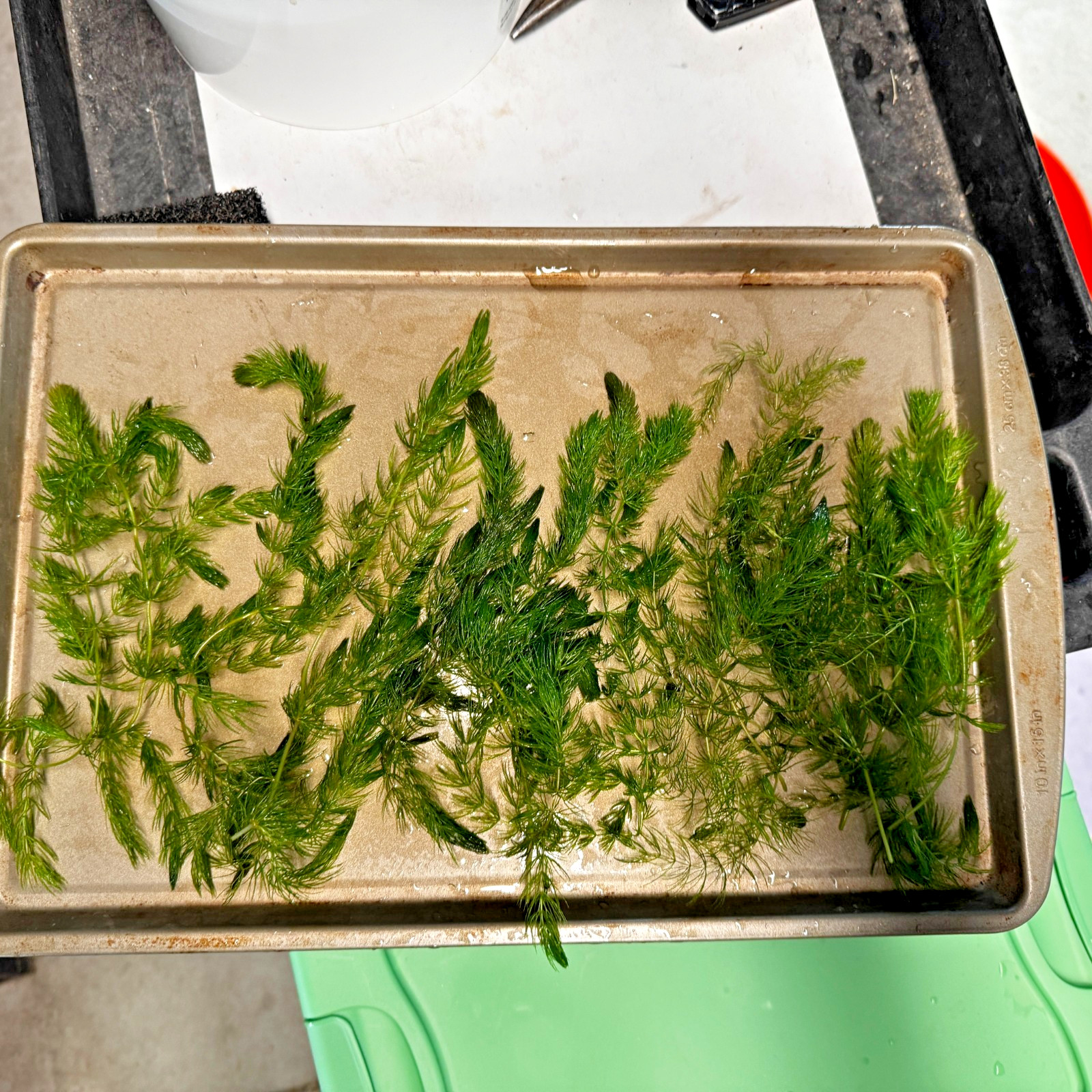 HORNWORT *FIRE SALE* 12 STEMS 6" TO 7" FREE SHIPPING! BUY TWO AND GET ONE FREE!