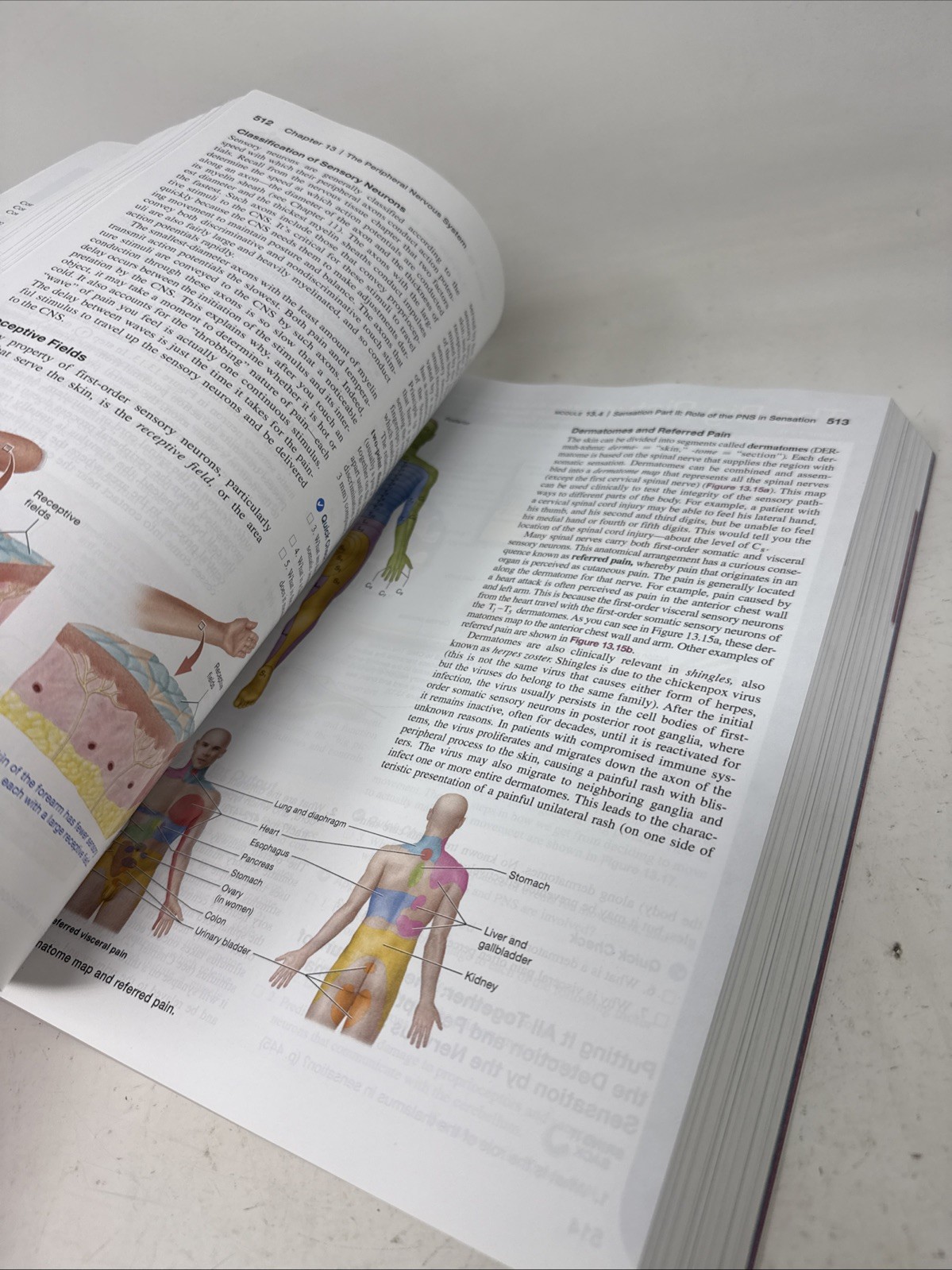Human Anatomy & Physiology - Bound LooseLeaf- Third Ed. Pearson
