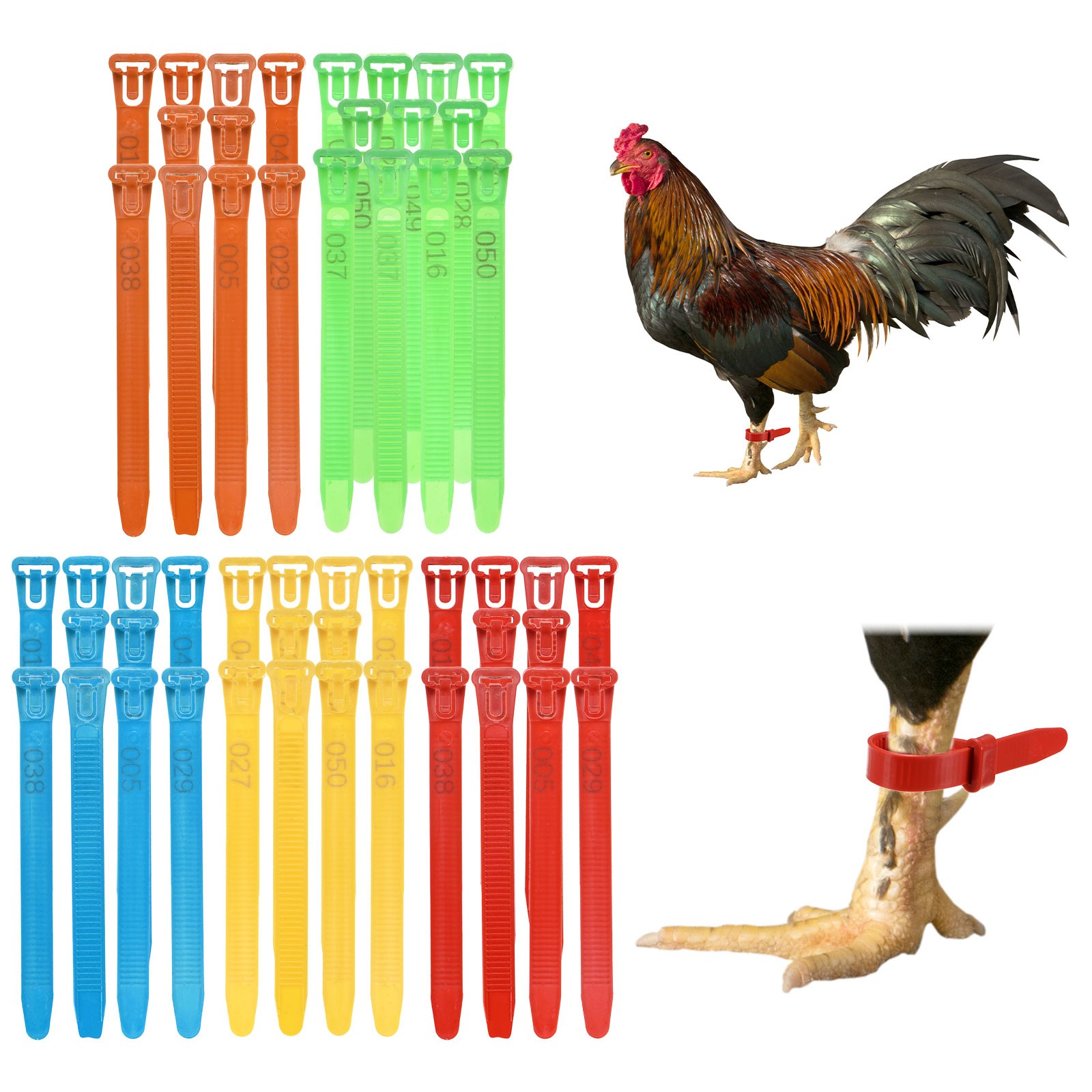 100-Pack Adjustable Chickens Leg Bands, 10-28 mm Plastic Leg Ring [Multicolor]