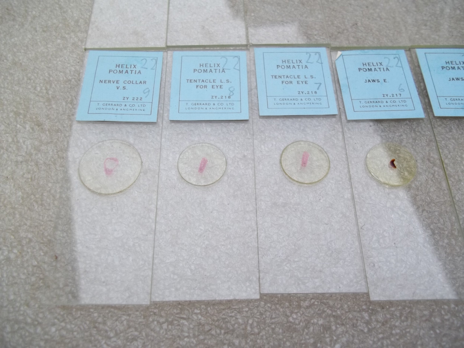 Vintage Glass Microscope Slides -