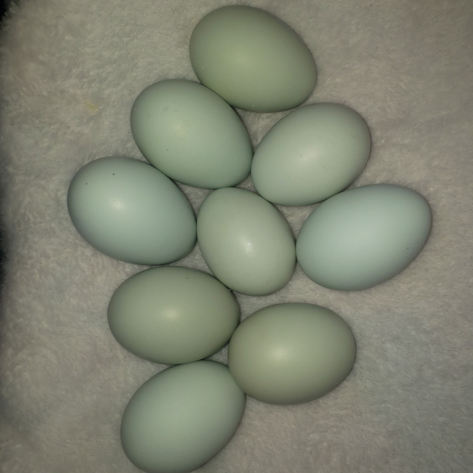 12 Rainbow Chicken Hatching Eggs Free Ranch Happy Chicken