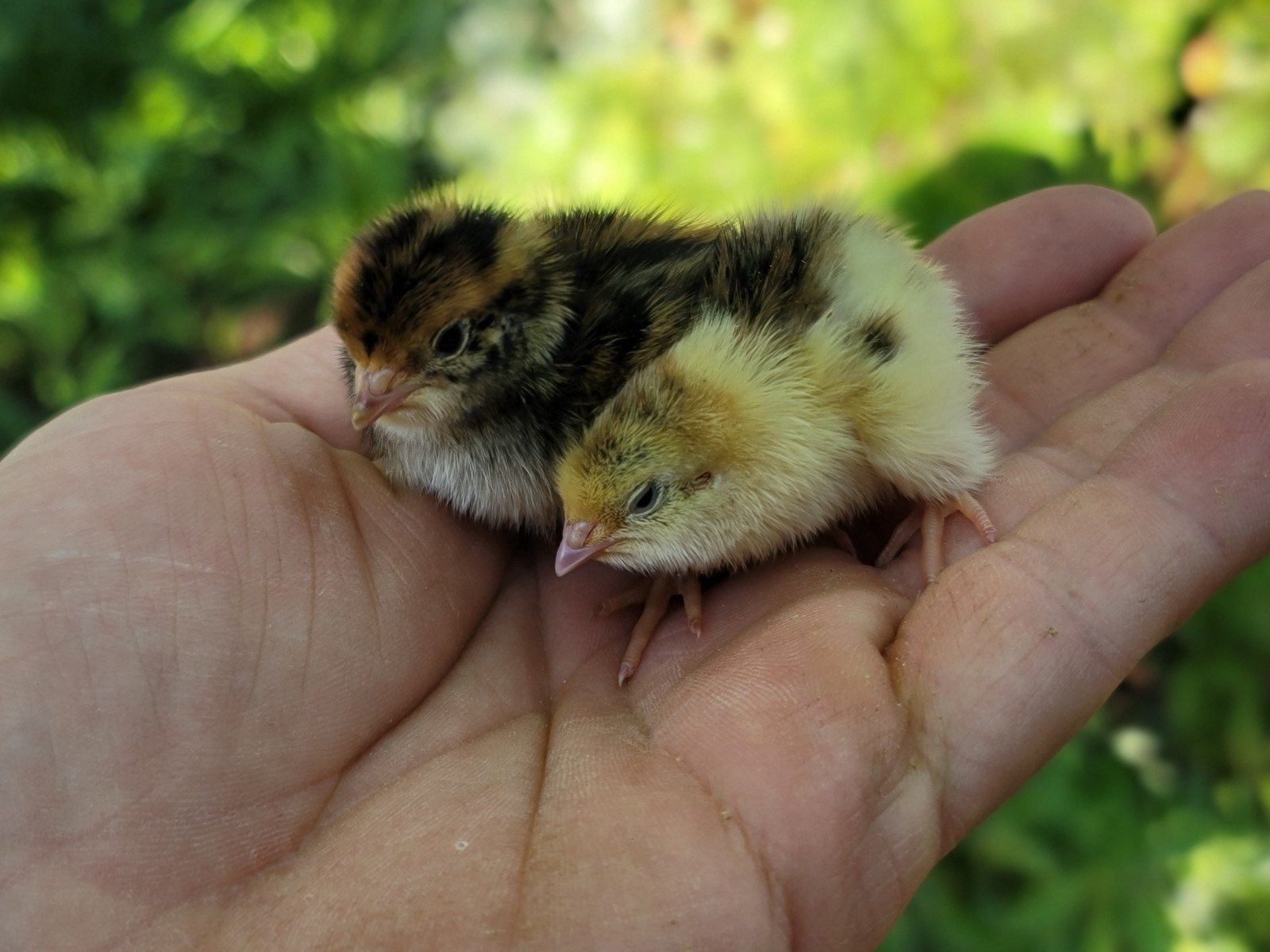 24 Fertile Coturnix Quail Hatching Eggs