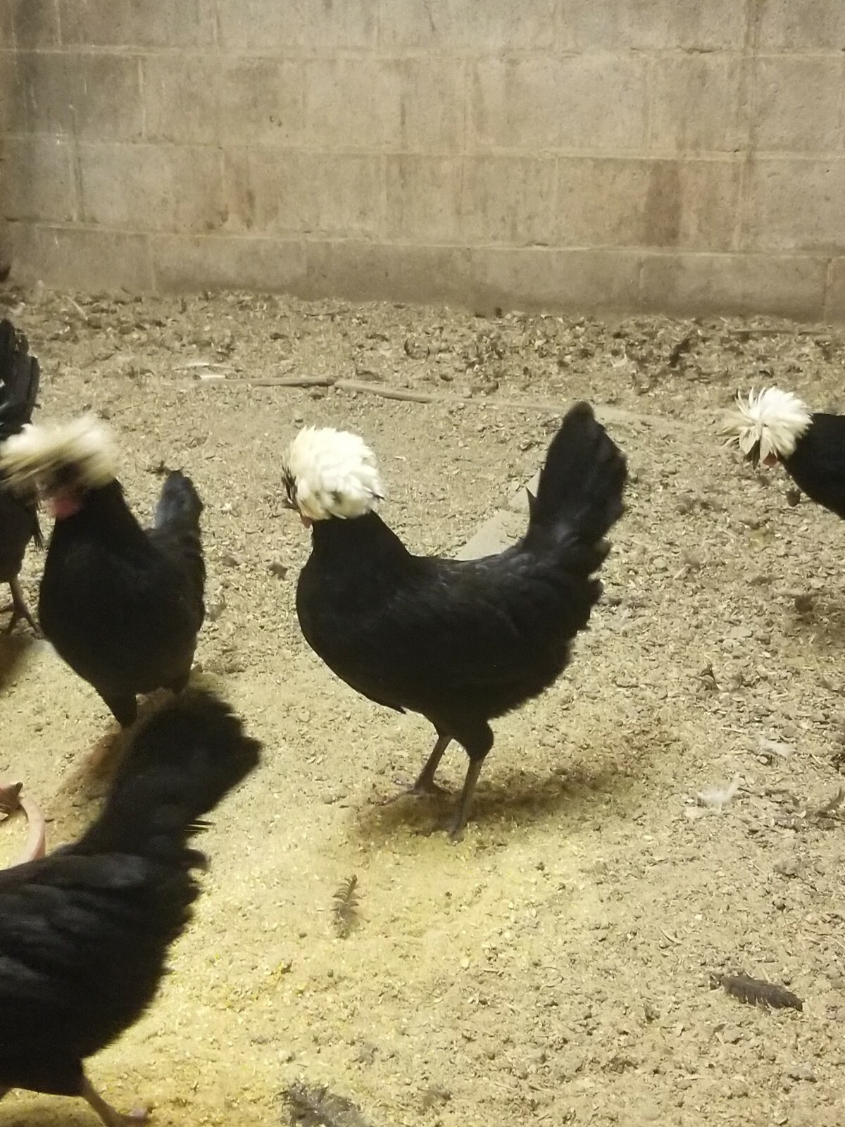 DOZEN White Crested Black Polish Hatching Eggs - Chicken