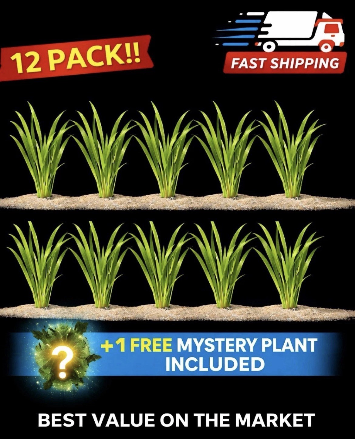 12 Vallisneria Jungle Val Bunch (BUY2GET1FREE) - Live Beginner Aquarium Plants