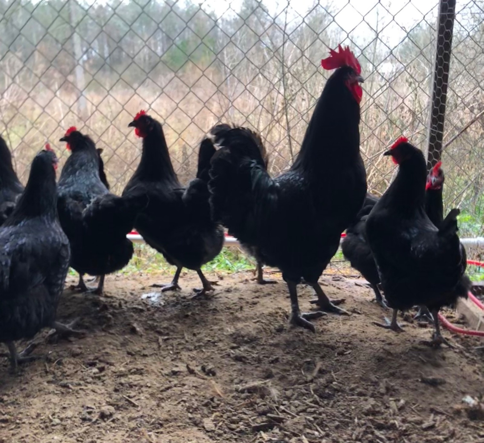 Black Jersey Giant Hatching Eggs (6) NPIP certified AI clean flock