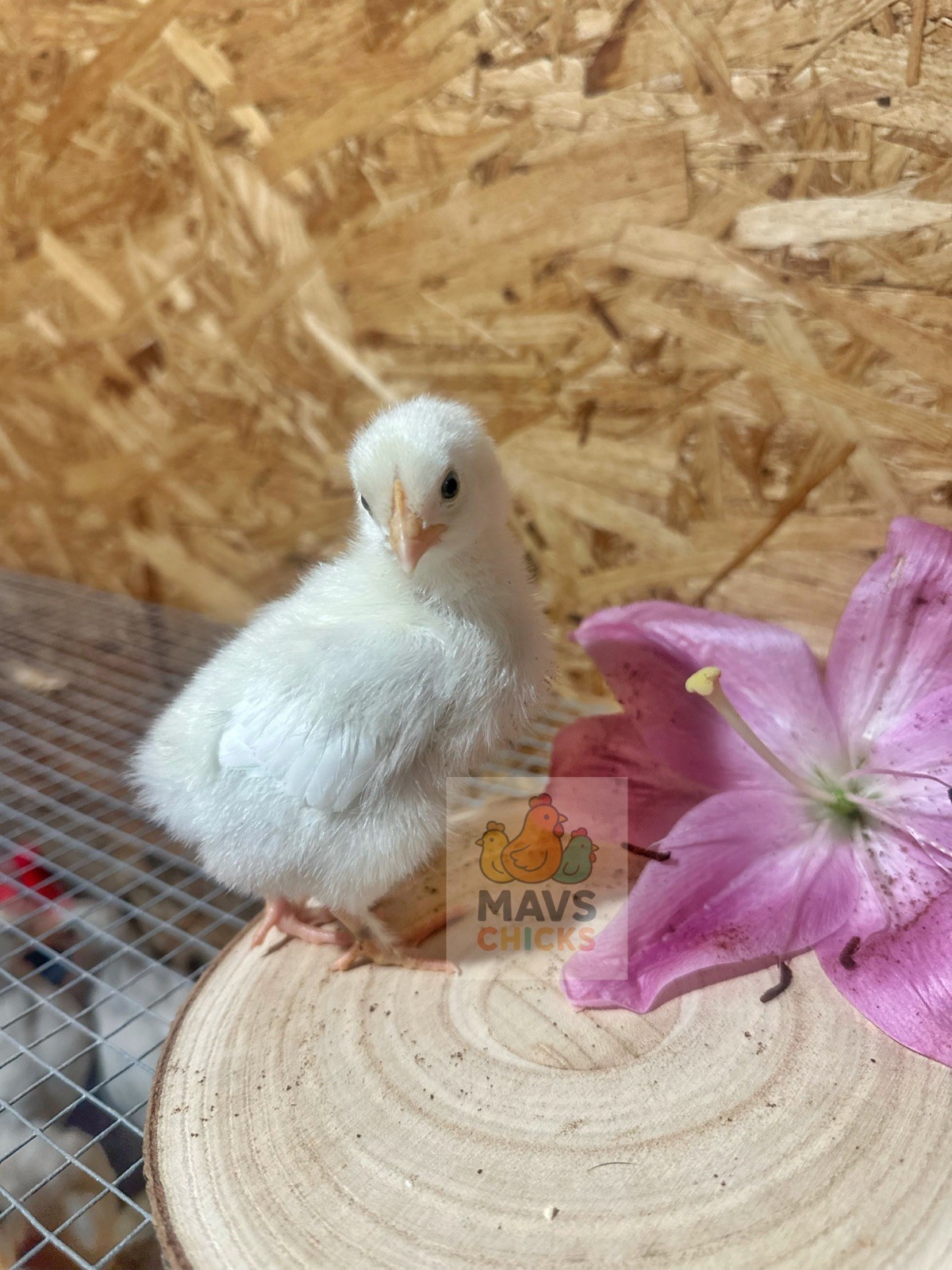 6+ Easter Egger Hatching Eggs Great For Rainbow Baskets!
