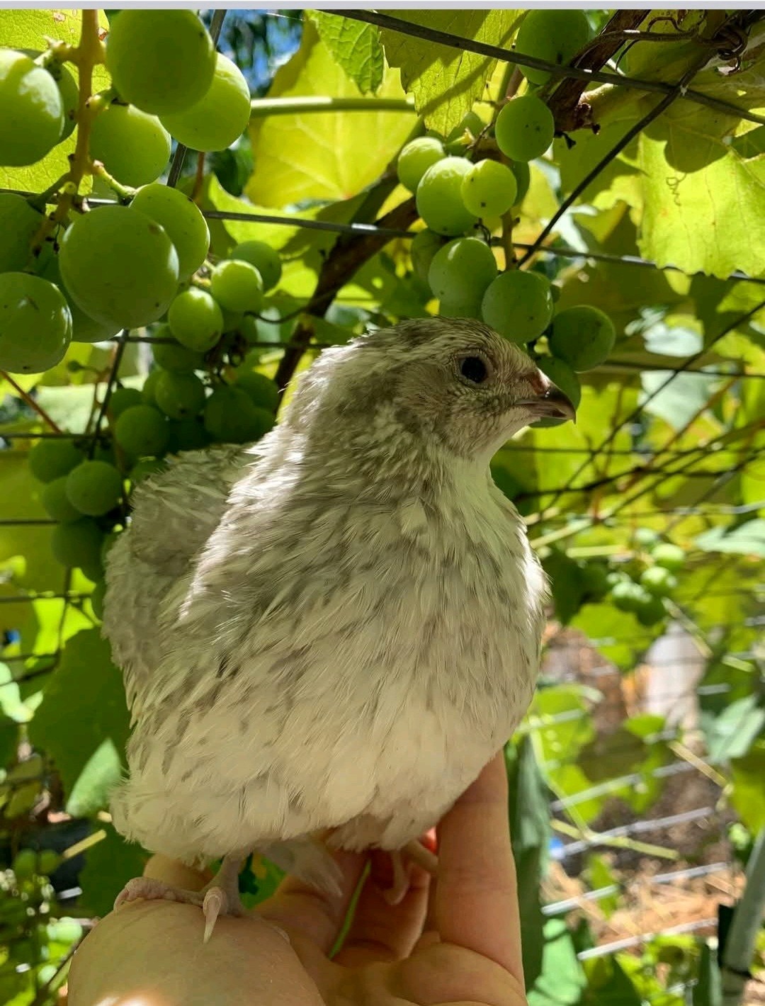 (18+ Total) 9 Celadon Blue/9 AssortedCoturnix Quail Hatching Eggs