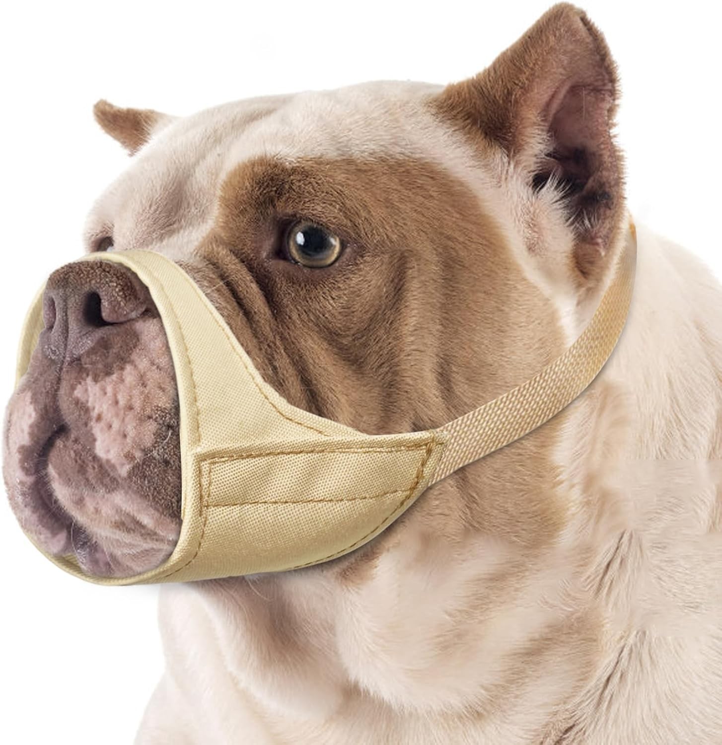 Short Snout Dog Muzzle Small Muzzle Chihuahua Shih Tzu American Bully Boxer