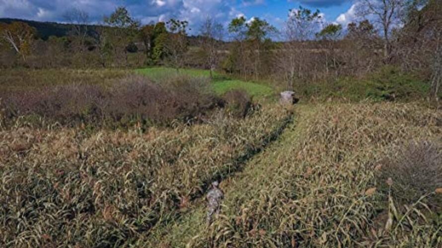 Conceal Deer Food Plot Seed for Spring Planting - Provides 7 lbs (.25 acre)