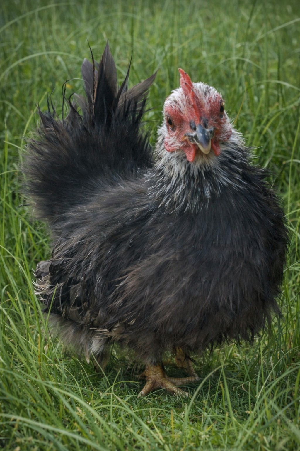 Special Order For ***marbre_5386*** ONLY Pure Serama Hatching Eggs 5 Plus Extra