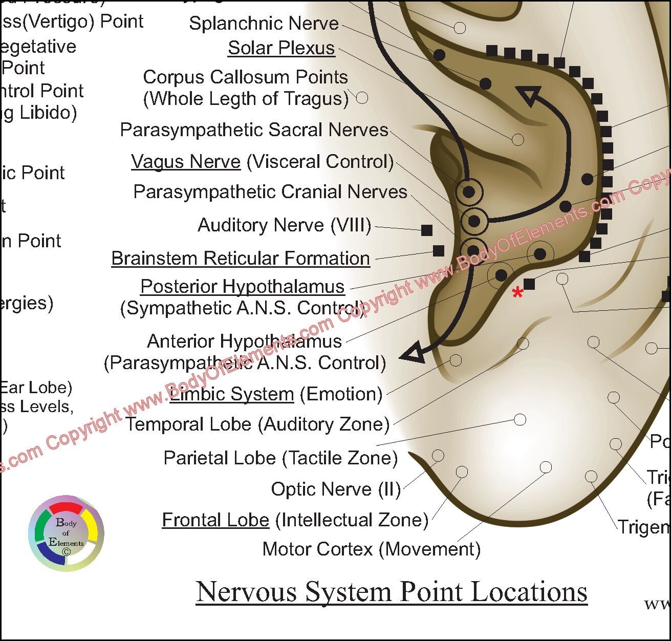 Auriculotherapy Ear Acupuncture Chart 8.5" X 11" Auricular Microsystem