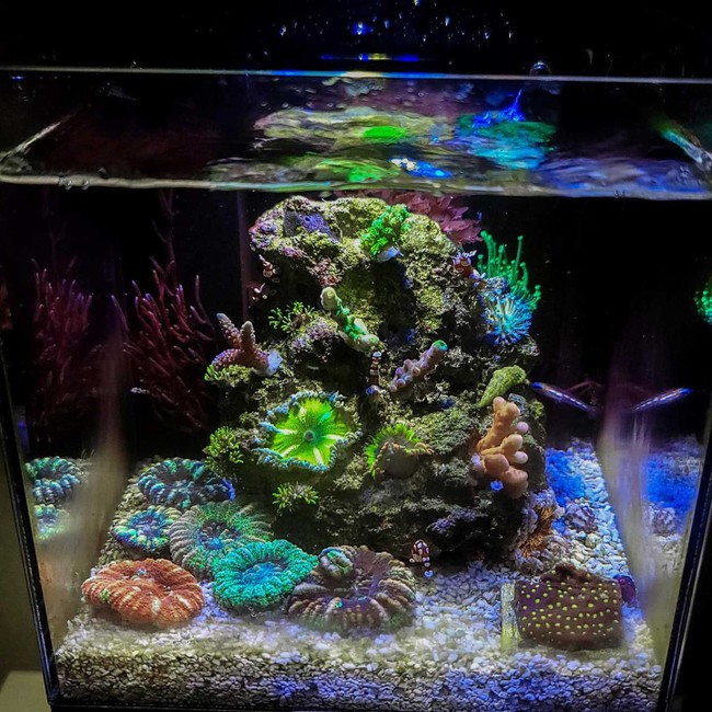Micro Reef Ready Tank (0.3 Gallon) Standard (BLACK) - PNW Customs