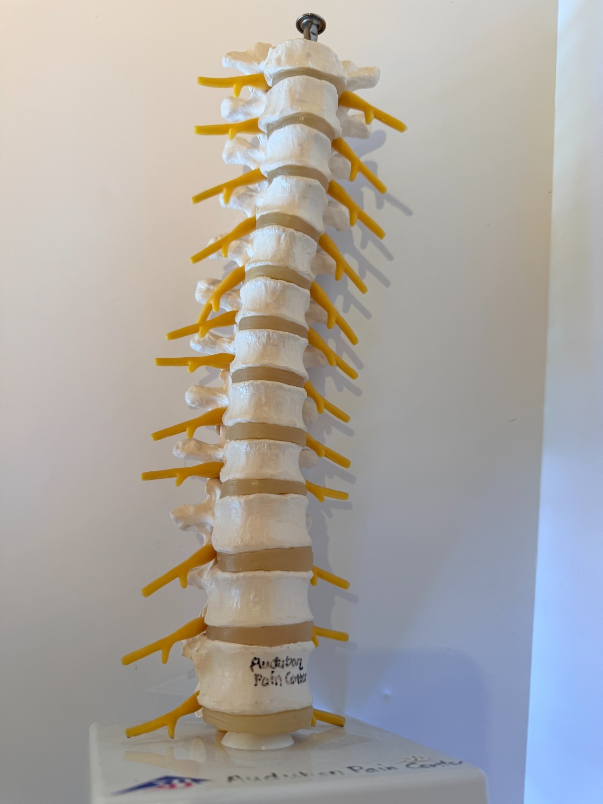 Thoracic Spine Model A73 3B Scientific