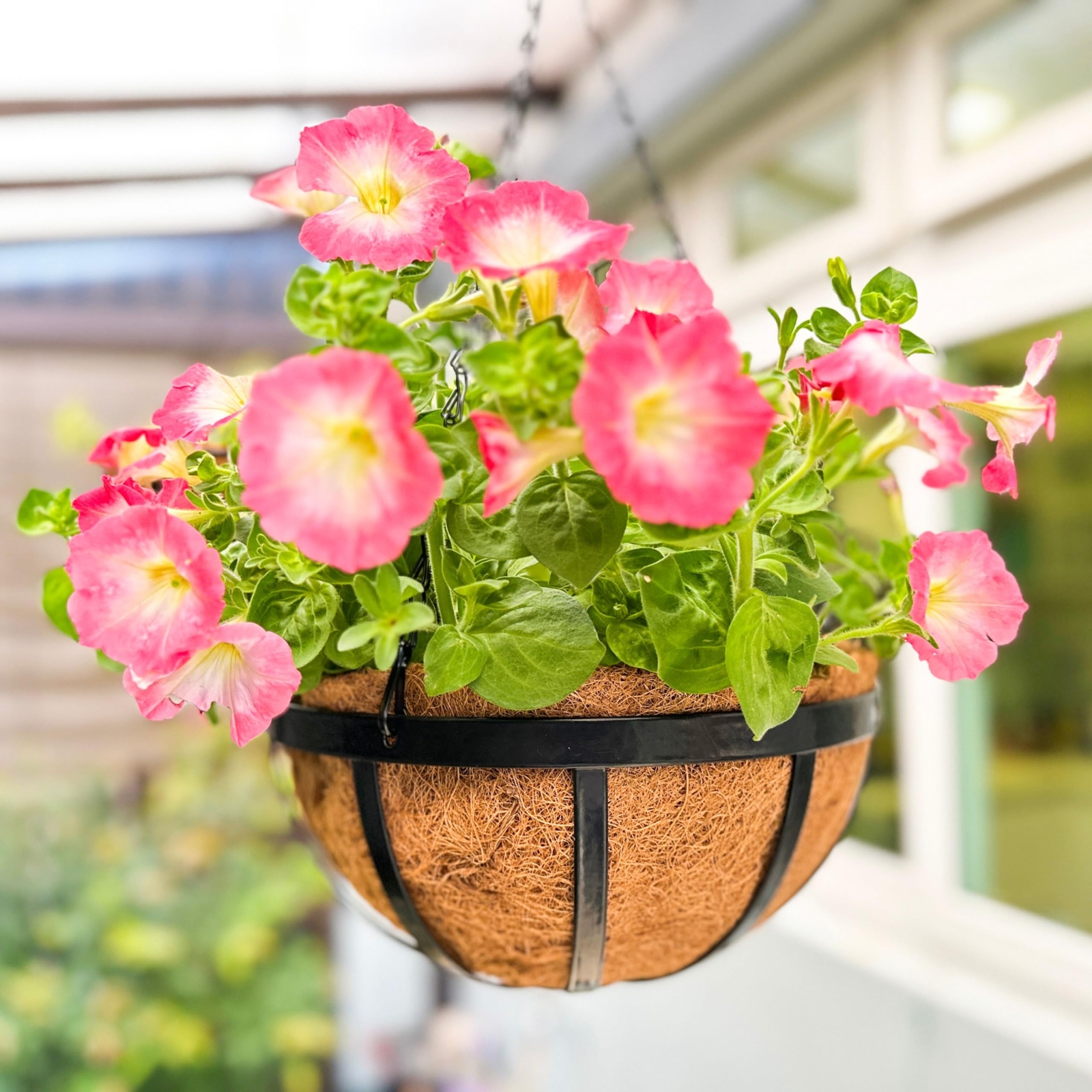 2 Pack Outdoor Metal Hanging Planter Basket with Coco Liners and Hanging Chain