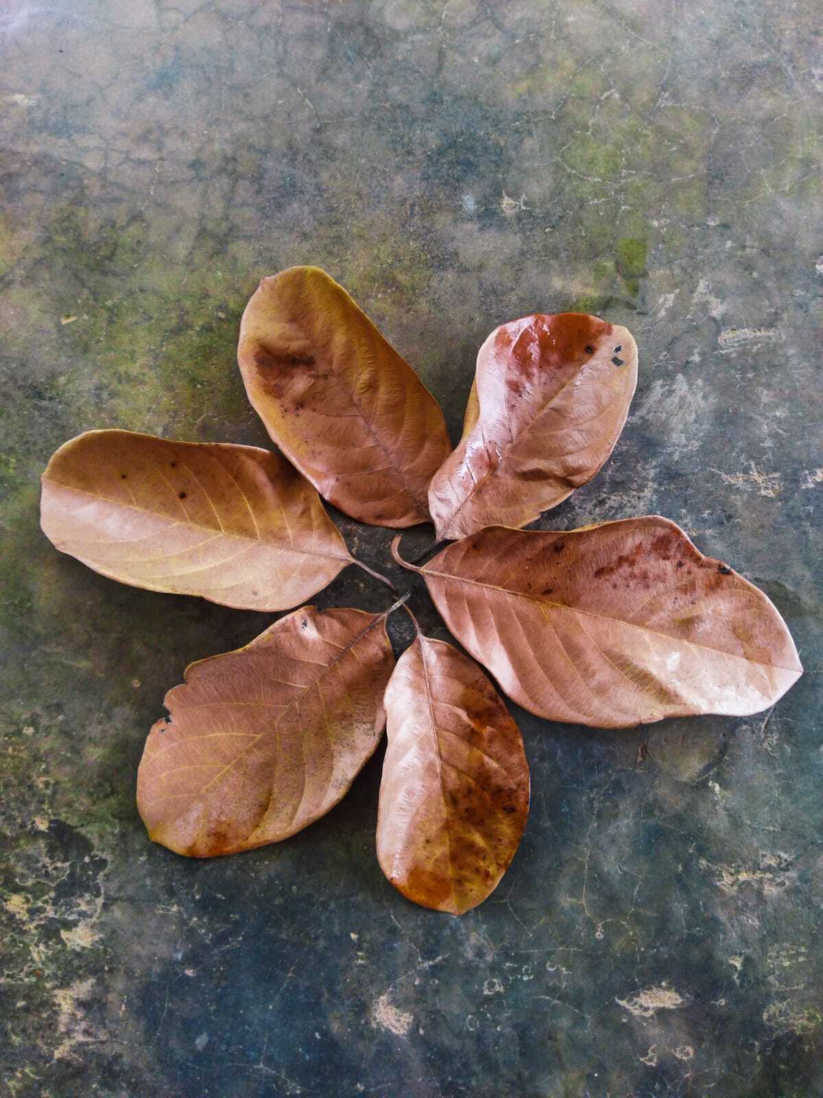 Natural Ceylon Dried Jack Fruit 70pcs Organic bio Shrimp Aquarium Leaves