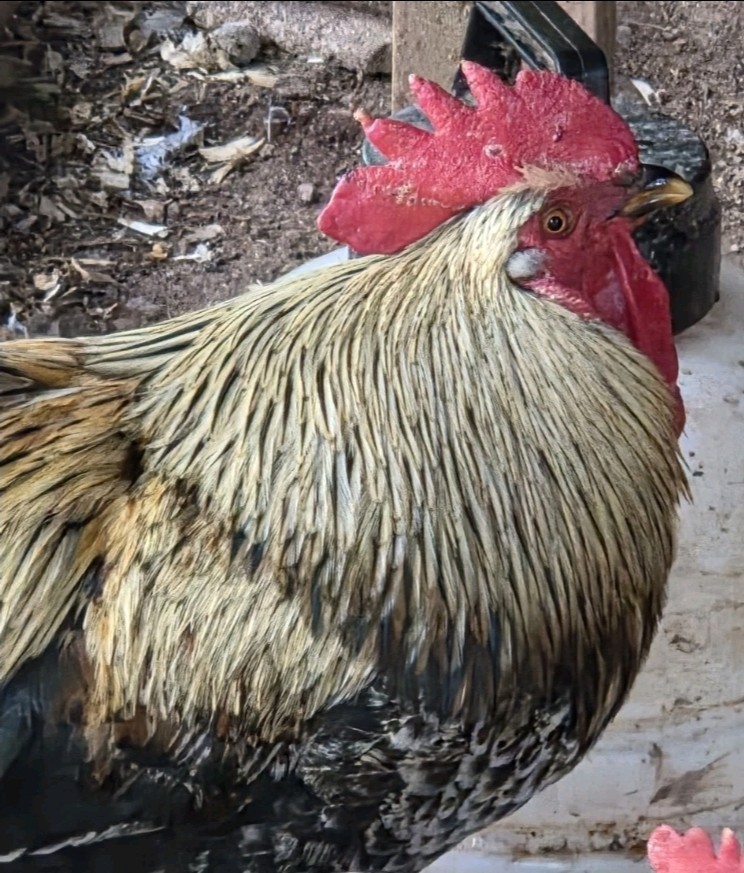 6+ Fertilized Blue & Olive Chicken Eggs