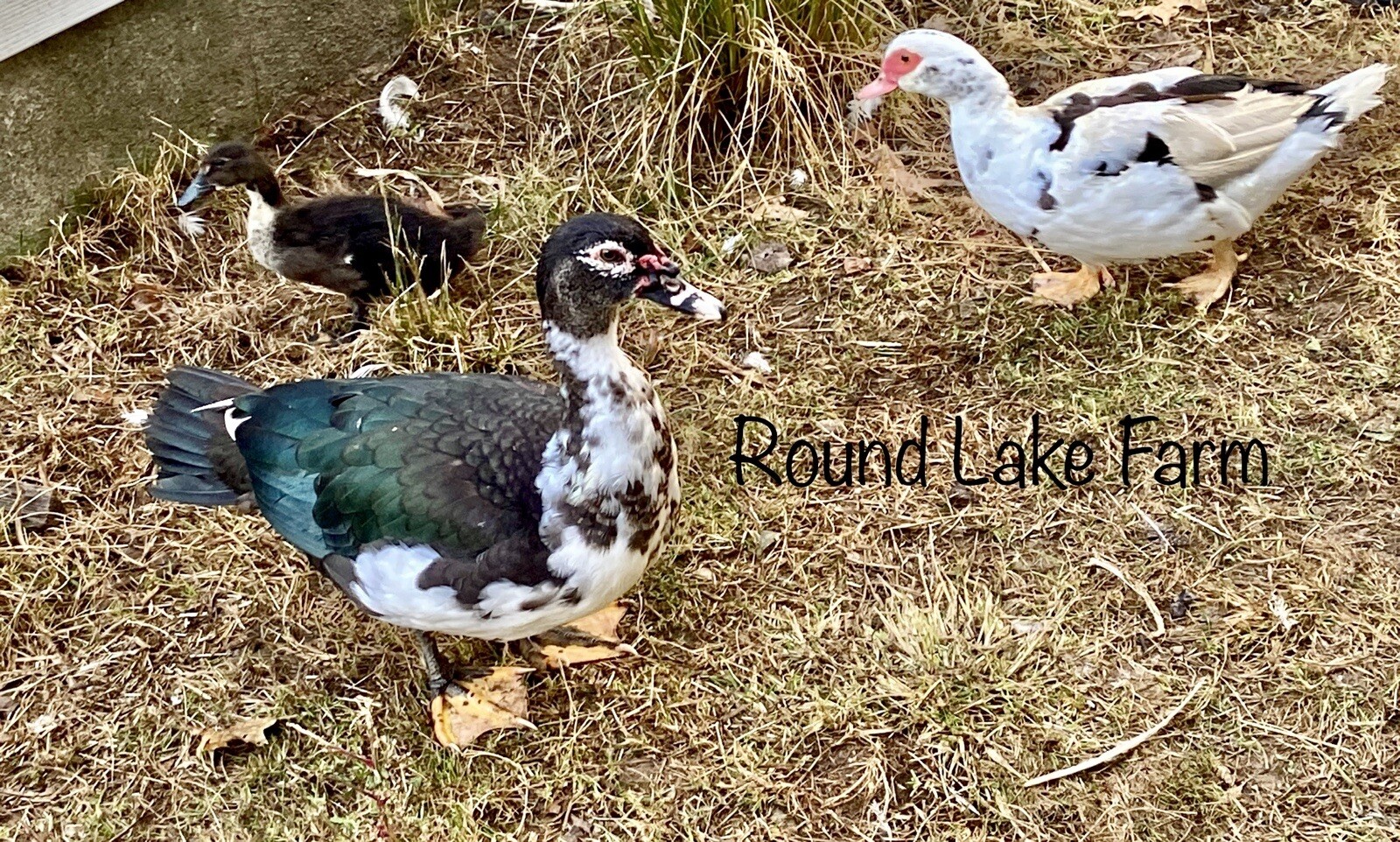 3+ Fertile Duck Hatching Eggs Barnyard Mix