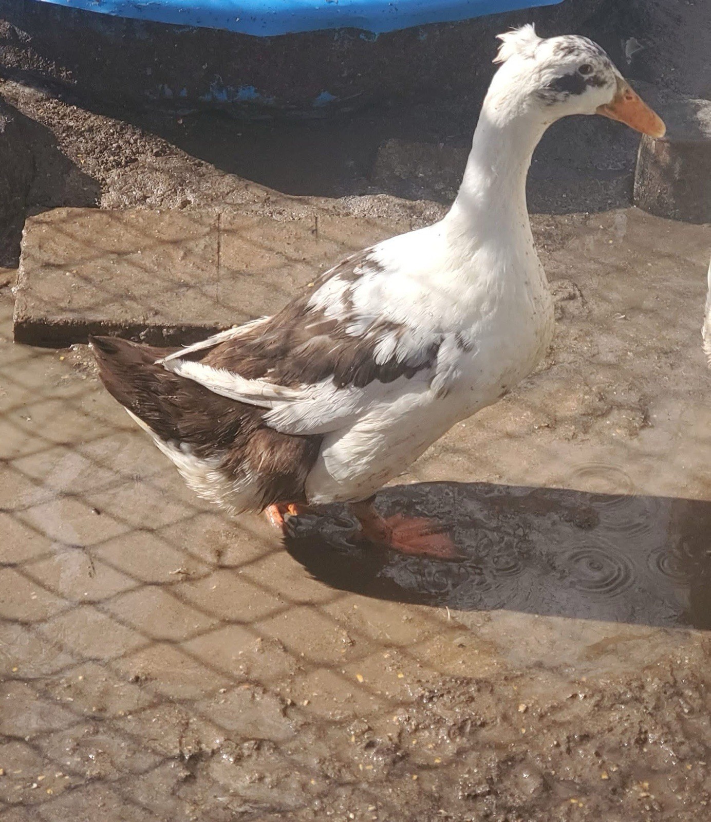 10 Crested Magpie Duck Hatching eggs *RARE*