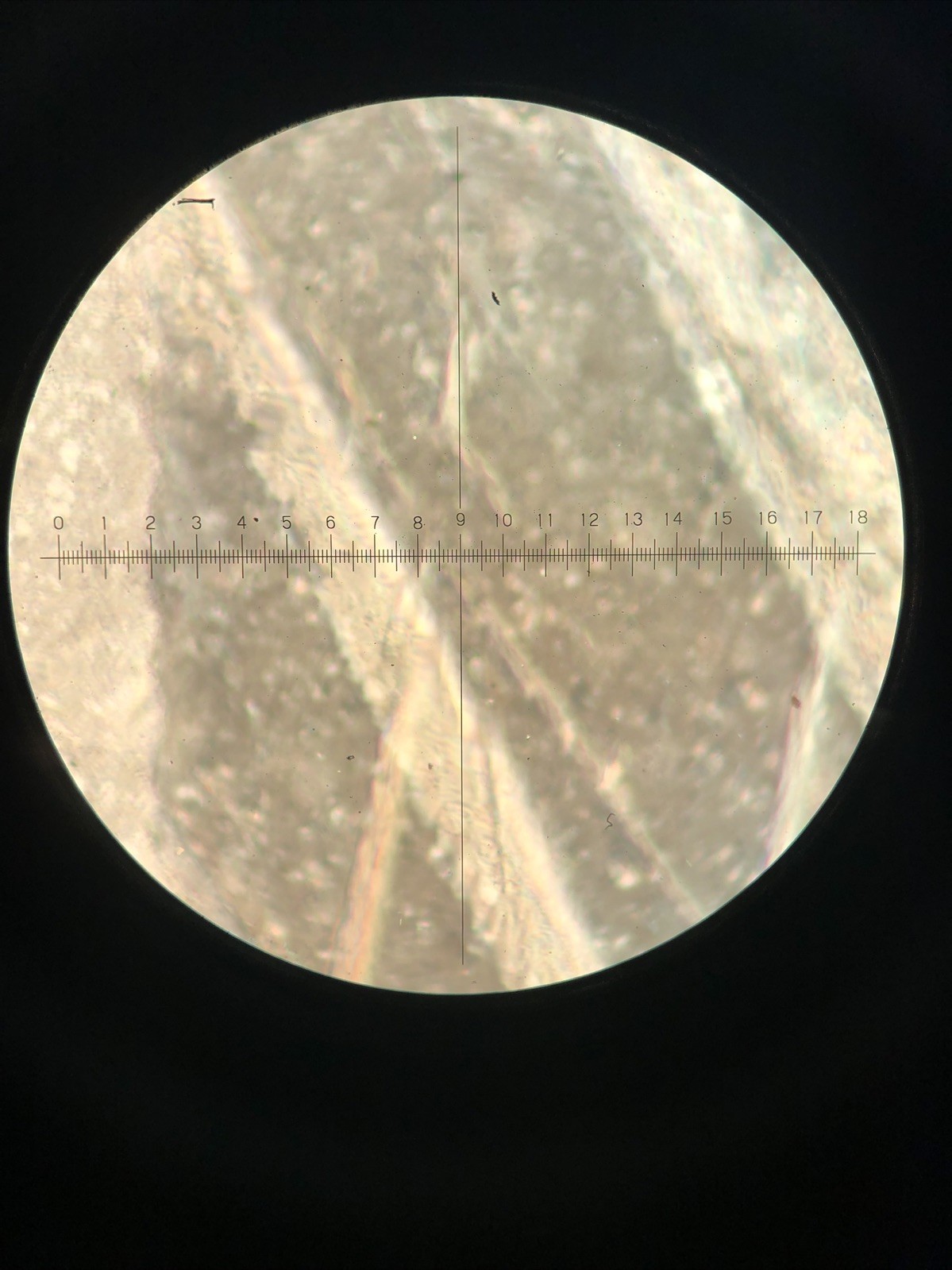 Simtrum Polarizing Microscope 203i Trinocular Camera/Bertrand/4-10-40-60 Extras!