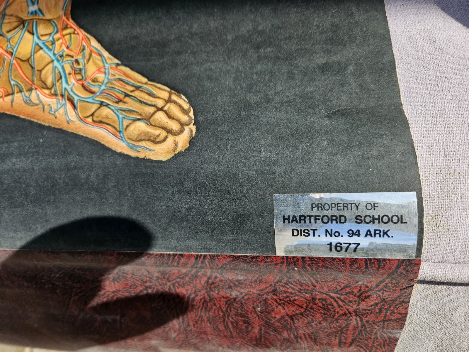 Vintage Cram Anatomical Chart Circulatory System 1950 Italy Rare Mad Science