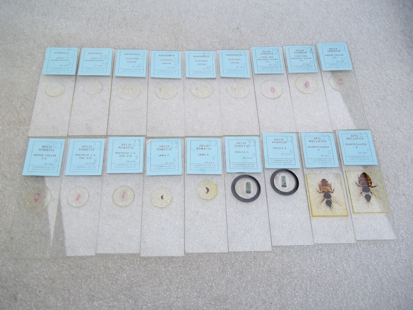 Vintage Glass Microscope Slides -