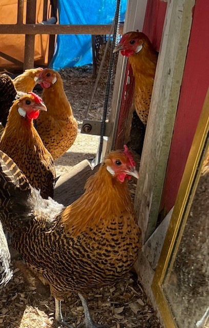 10+ Golden Deathlayer Hatching Eggs Purebred Rare Breed