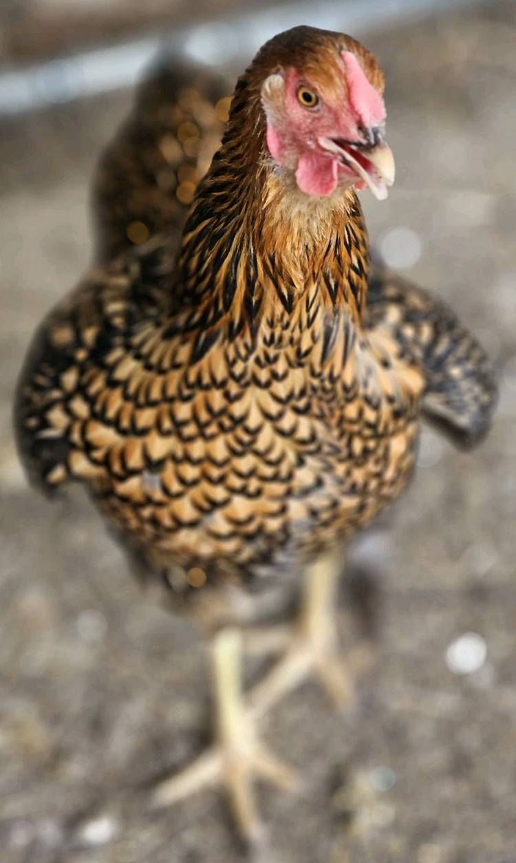 12+ bantam/easter egger cross, possible purebreeds!!