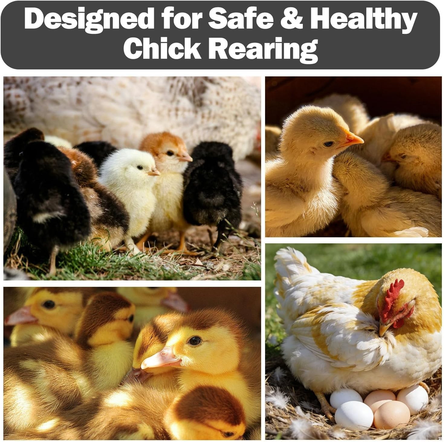 Pop Up Chicken Brooder Box - Large Collapsible Chick Starter Kit & Brooder Pen