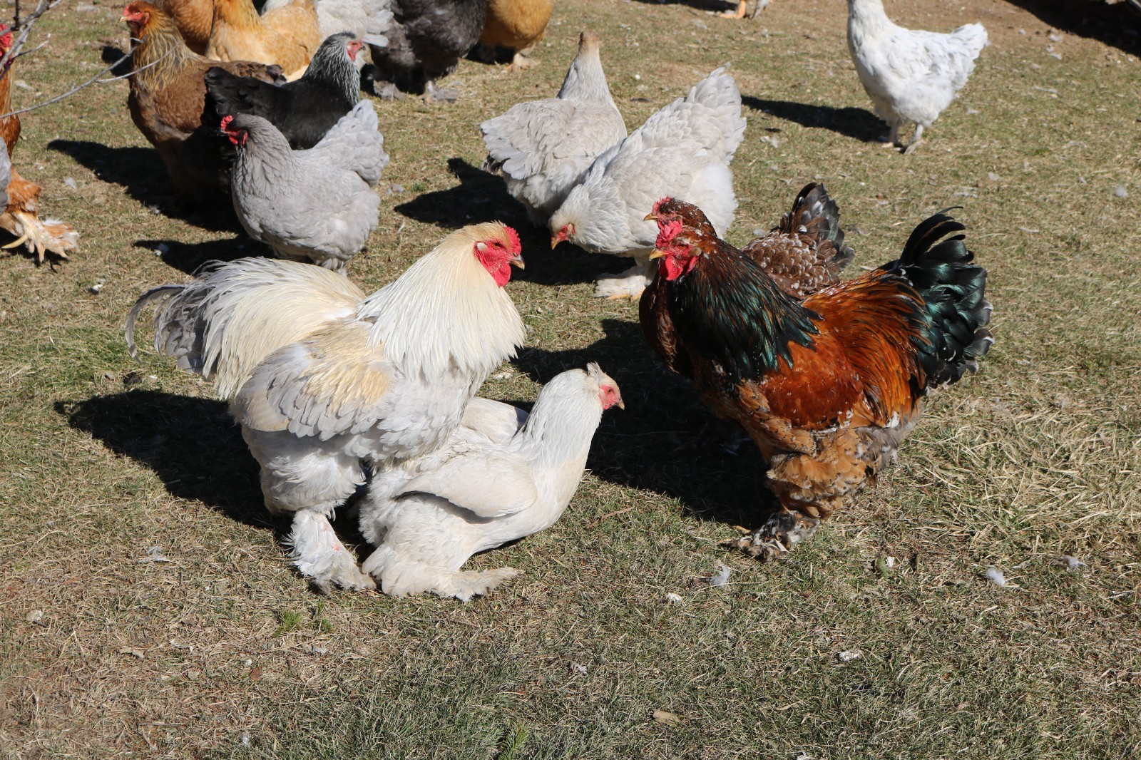6+ Large Breed Brahma Fertile Chicken Hatching Eggs - Variety of color
