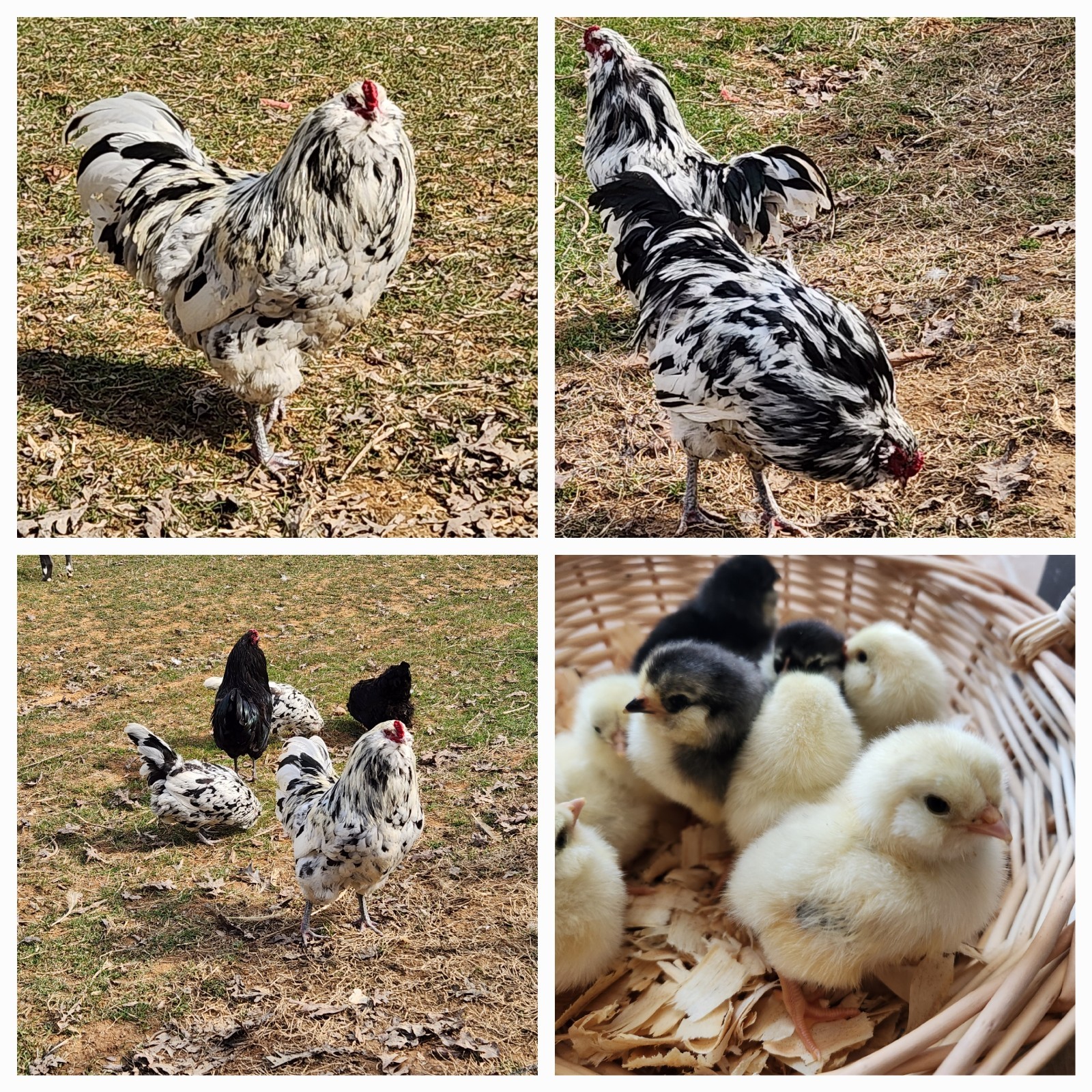 12+ ERMINE AMERAUCANA Hatching Eggs Blue Chance of Lavender Ermine
