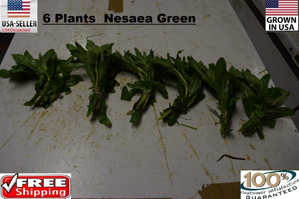 6 bunches nesaea green plants Easy Aquarium aquascaping planted tank low light