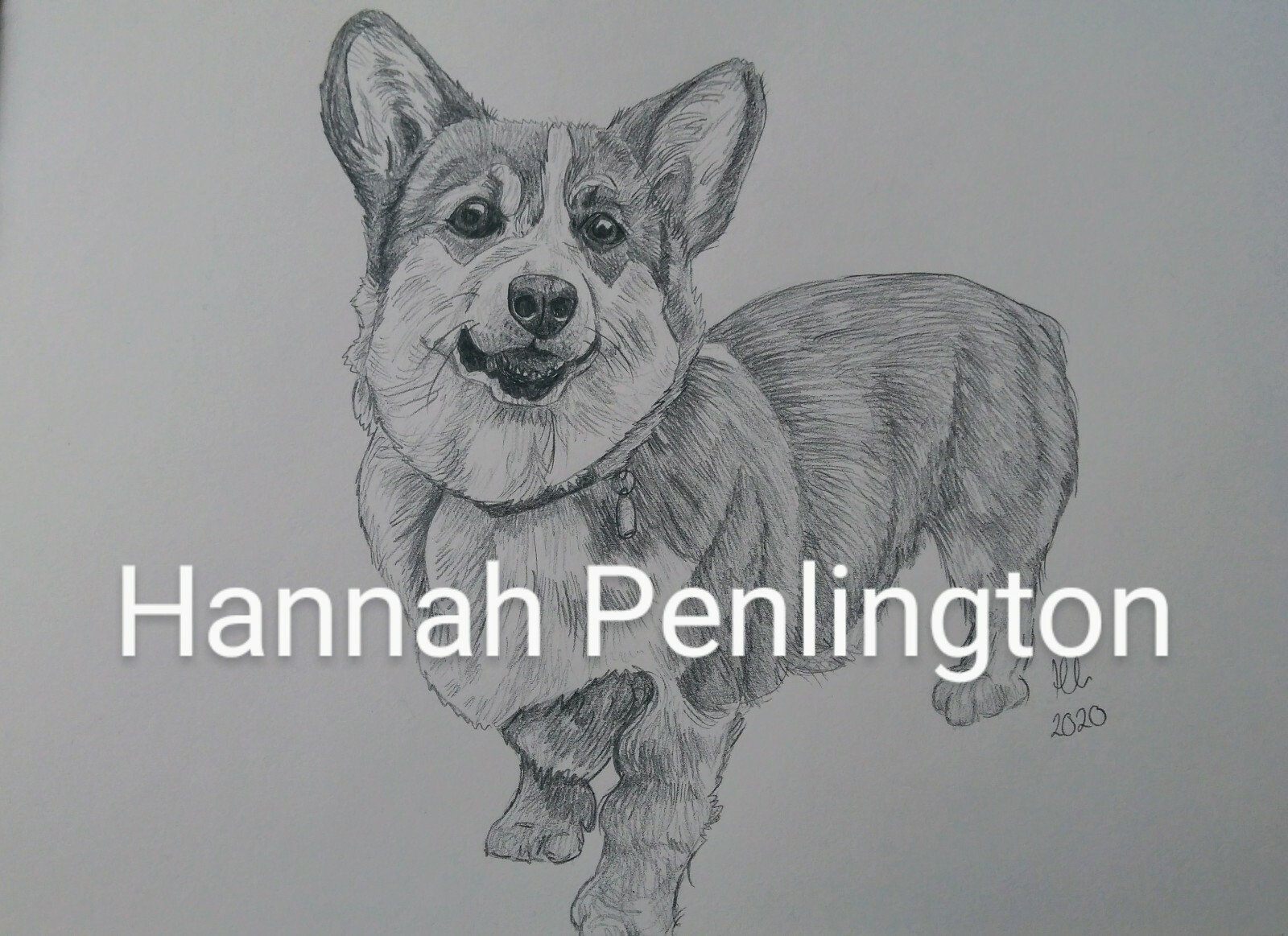 A4 Corgi Dog pet Portrait by Hannah Penlington, pencil drawing by artist,