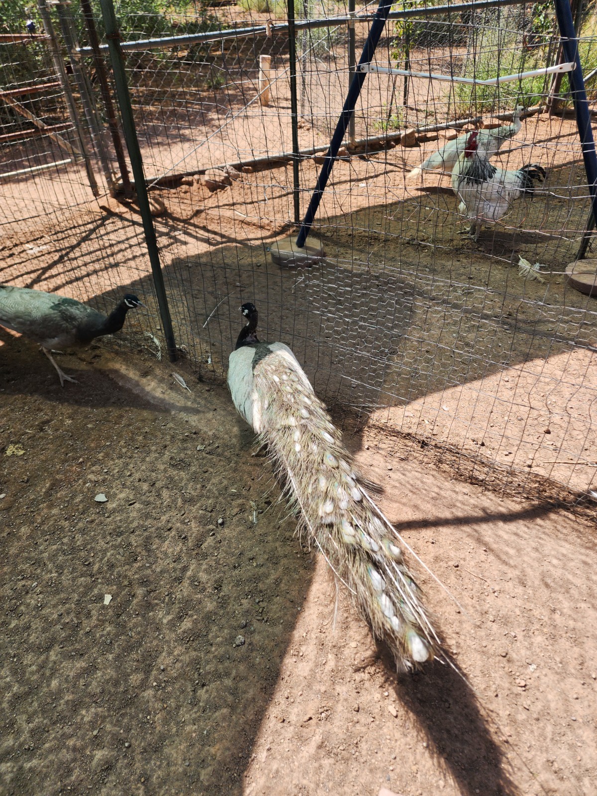 Peacock Hatching Eggs (Presale - Actively Laying) 5 Eggs